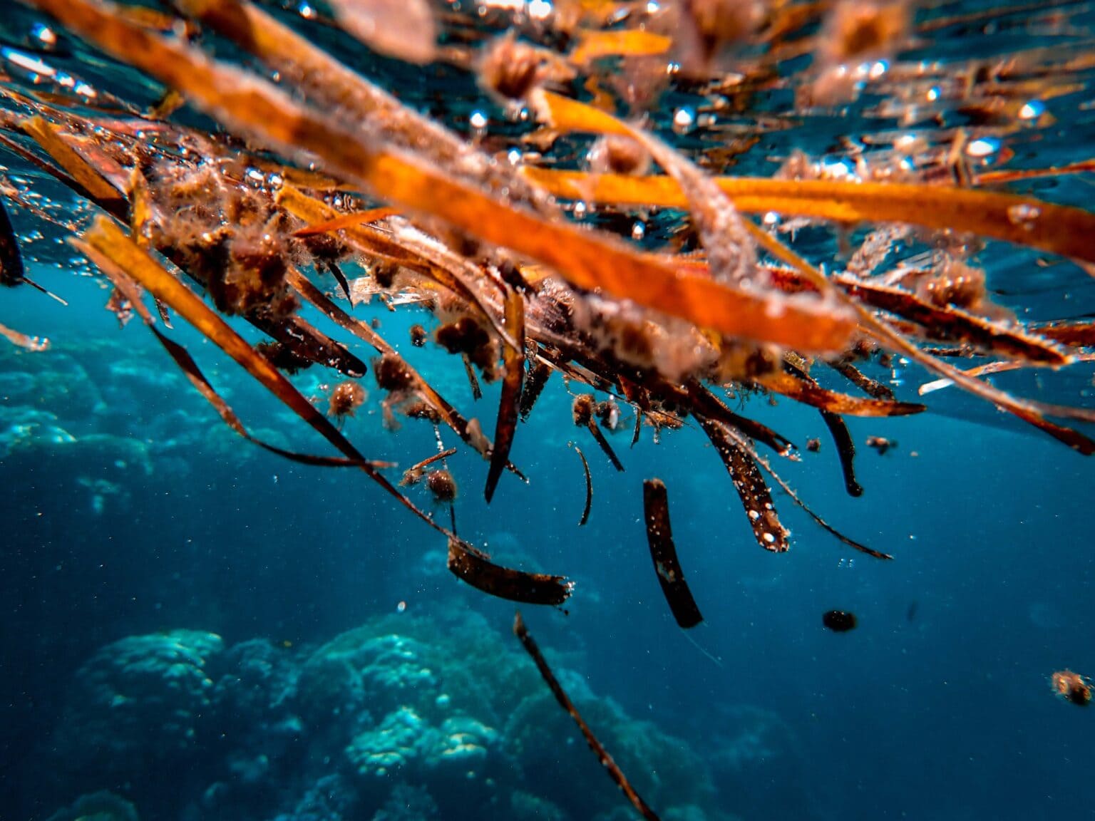 Francesco Ungaro seaweed in the ocean