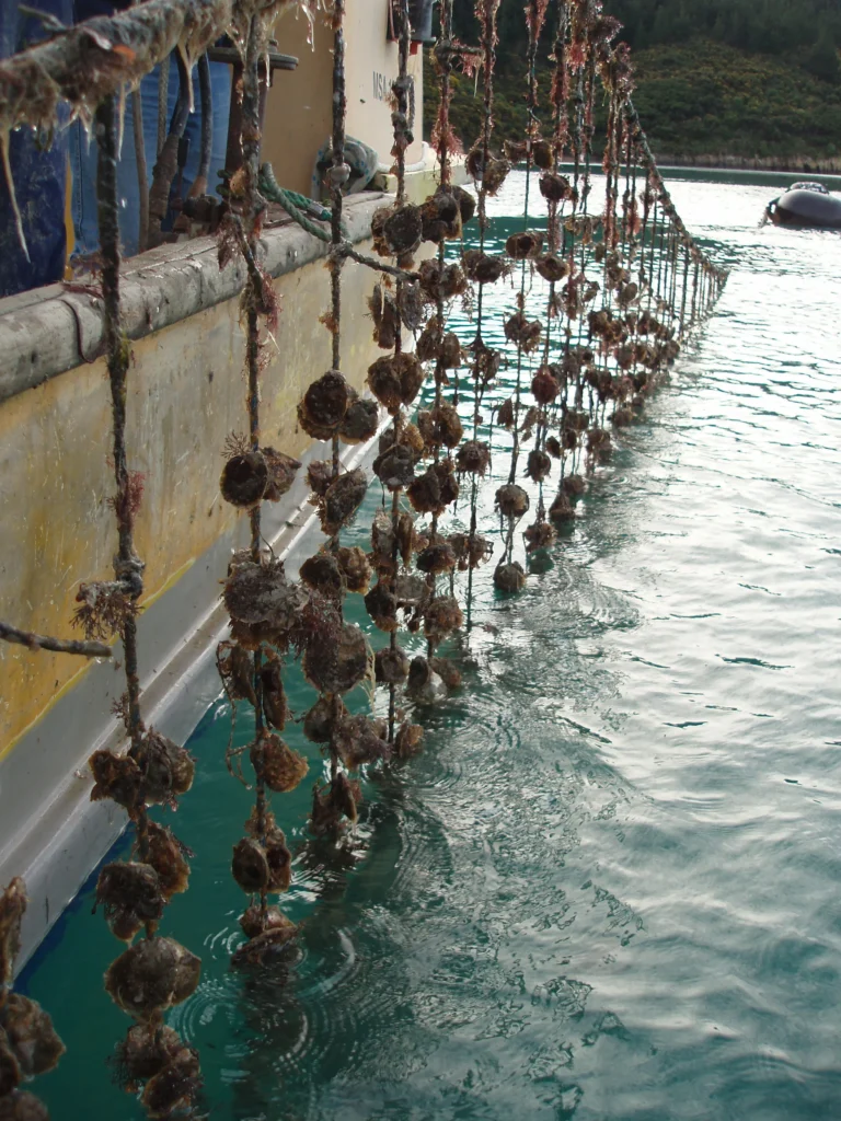 Flat oysters in Tory Channel